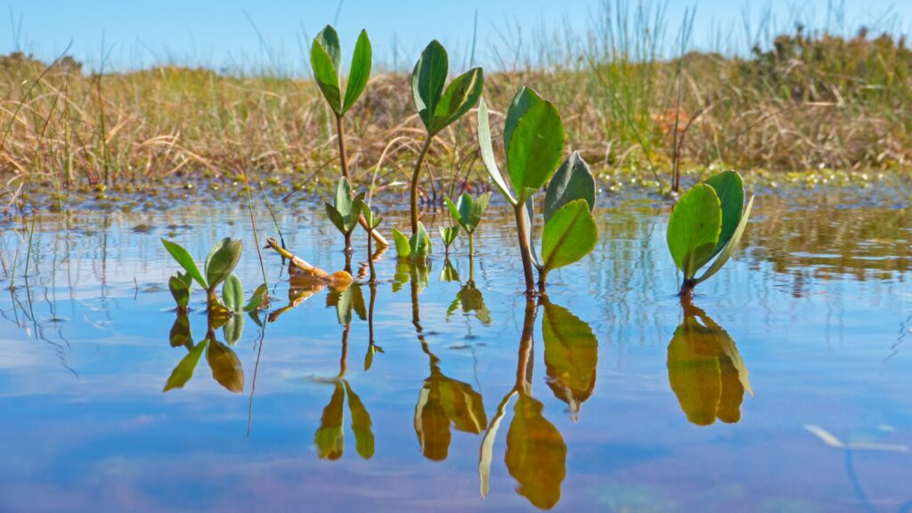 A plant growing from the bog at Munsary Peatland Nature Reserve, it's leaves reflected in the water