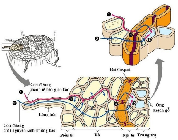 2 con đường đi của nước và muối khoáng - sự hấp thụ nước và muối khoáng ở rễ cây