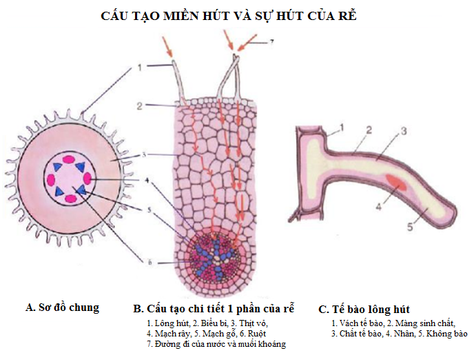 Cấu tạo miền hút và sự hút của rễ - sự hấp thụ nước và muối khoáng ở rễ sinh 11