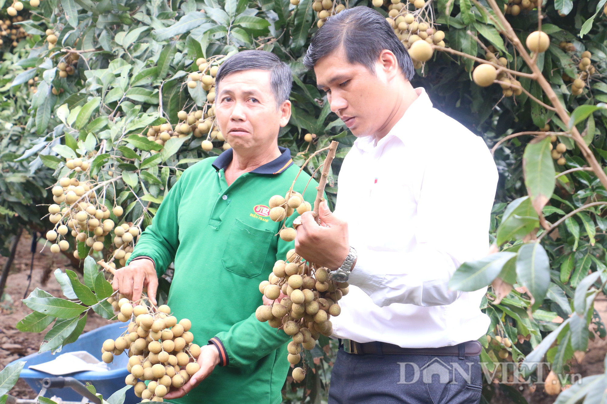 Giá nhãn Ido tăng mạnh, đây là giống nhãn gì mà cho ra hoa, quả theo ý muốn, thương lái thích mua? - Ảnh 2.