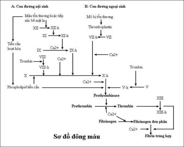 Sơ đồ quá trình đông máu huyết tương