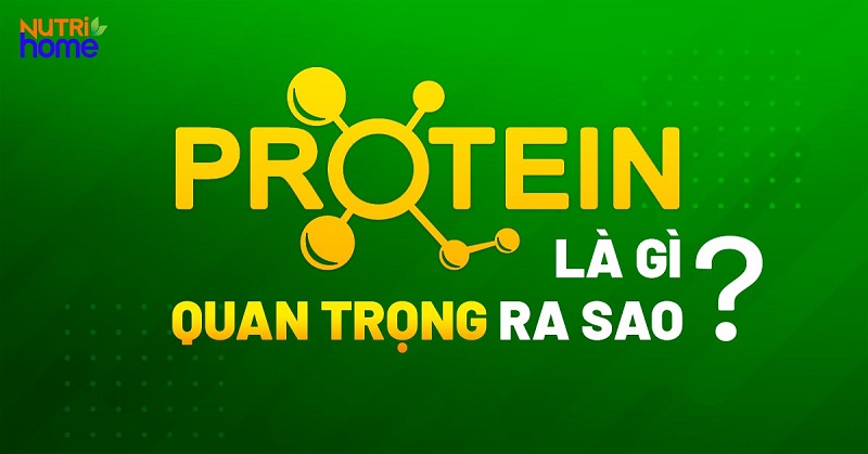 protein là gì