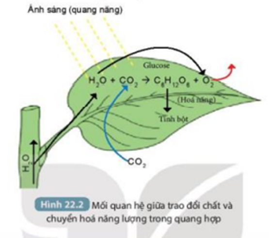 1. Quan sát Hình 22.1 rồi hoàn thành nội dung theo mẫu Bảng 22.1. (ảnh 1)