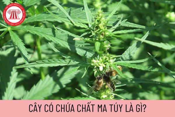 cây có chứa chất ma túy