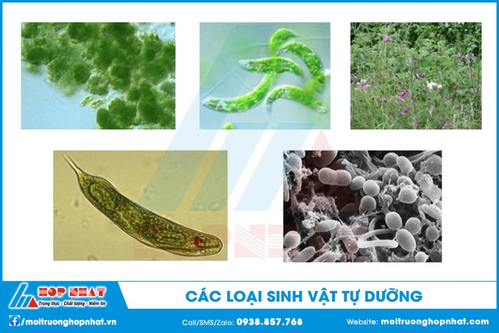 Các loại sinh vật tự dưỡng